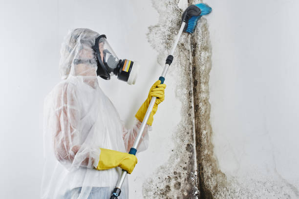 Best Mold Inspection  in Oronoque, CT