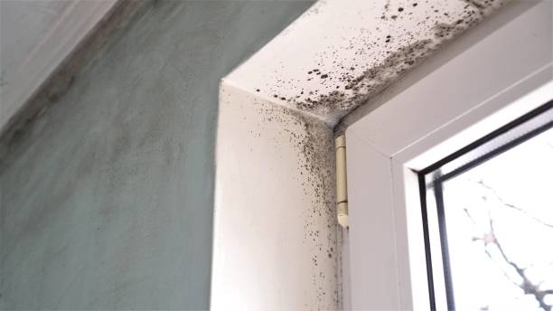 Best Attic Mold Removal  in Oronoque, CT