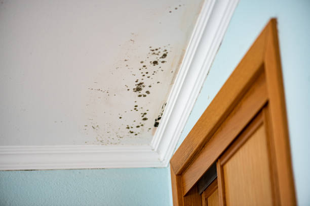 Best Crawl Space Mold Removal  in Oronoque, CT