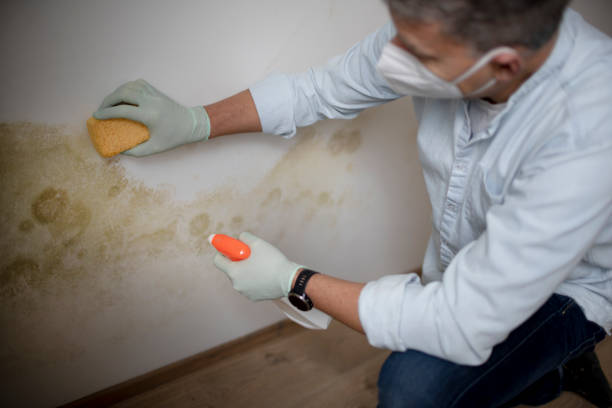 Best Mold Damage Repair  in Oronoque, CT