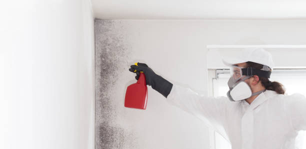 Best Commercial Mold Removal  in Oronoque, CT