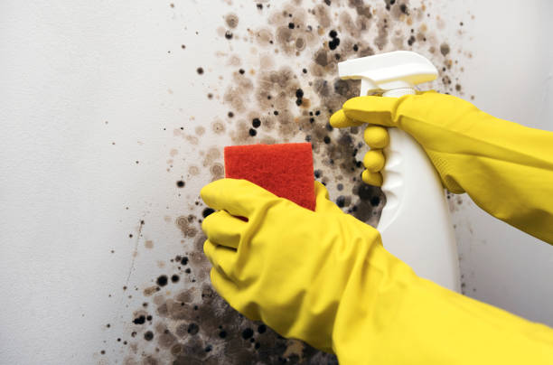 Best Mold Damage Repair  in Oronoque, CT