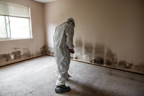 Mold Removal Process in Oronoque, CT