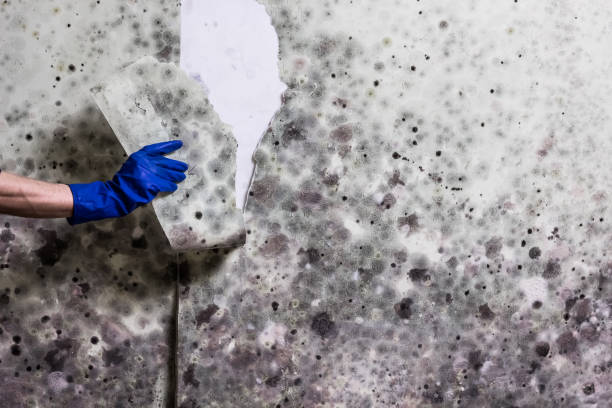 Best Black Mold Removal  in Oronoque, CT