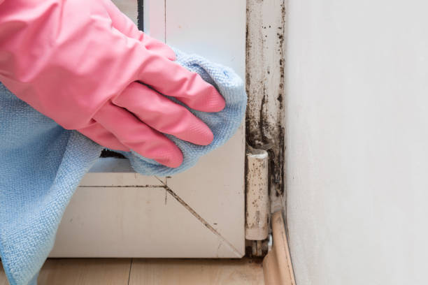 Best Crawl Space Mold Removal  in Oronoque, CT