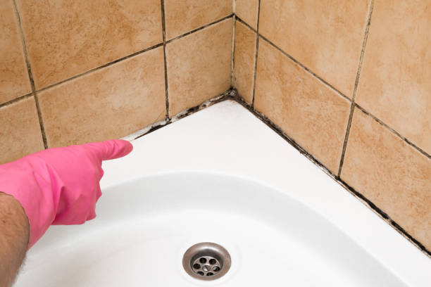 Best Attic Mold Removal  in Oronoque, CT